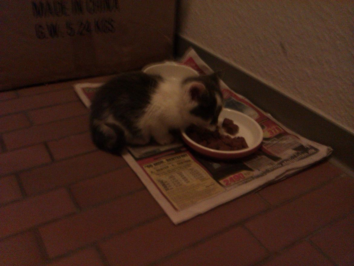 Blanding af racer Pelle(Elsker dig for evigt) billede 4