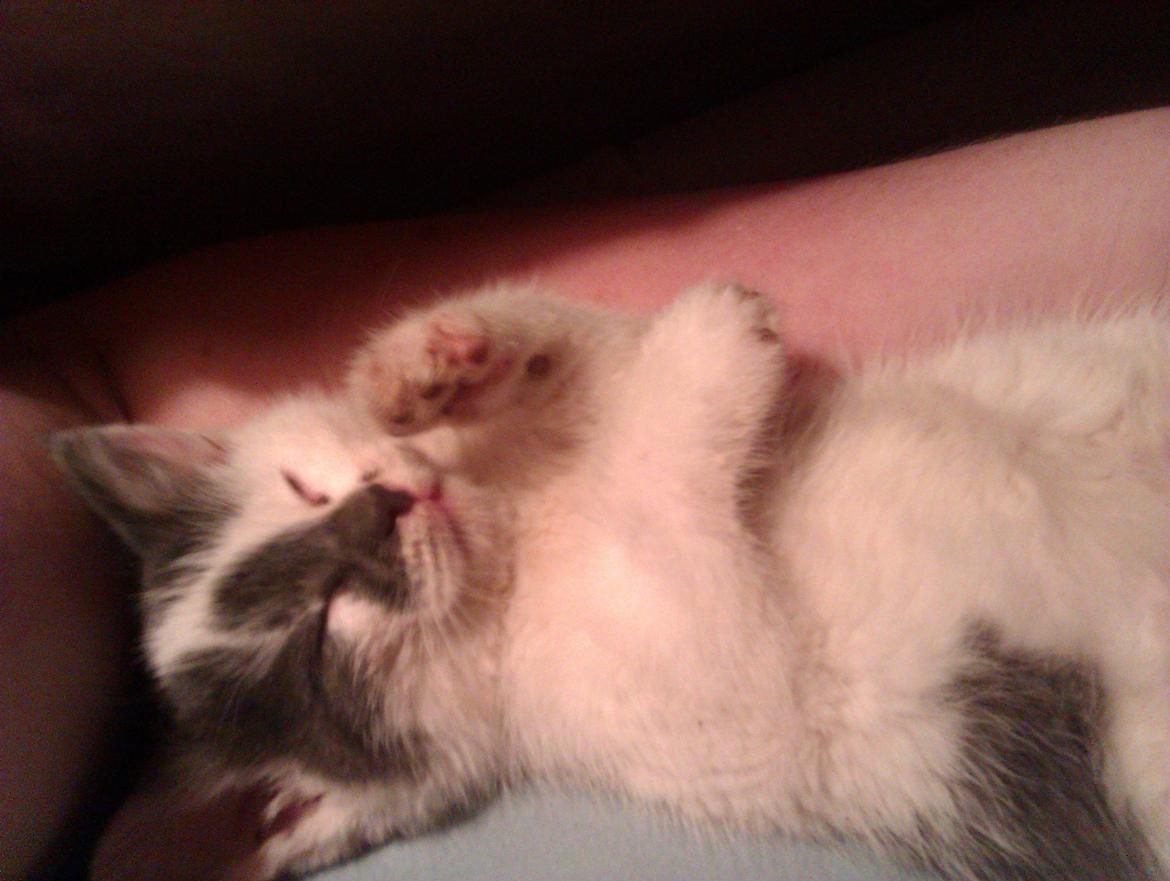 Blanding af racer Pelle(Elsker dig for evigt) billede 5