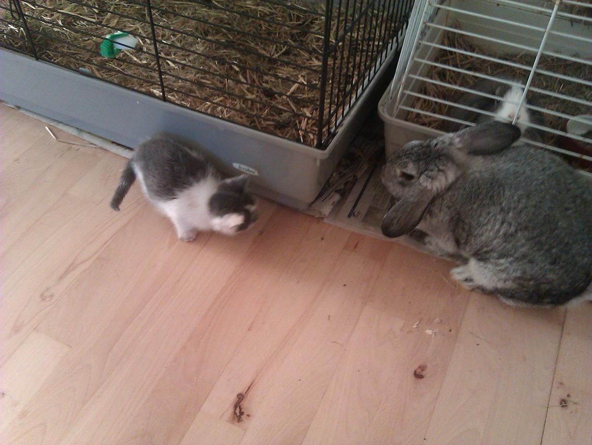 Blanding af racer Pelle(Elsker dig for evigt) billede 6