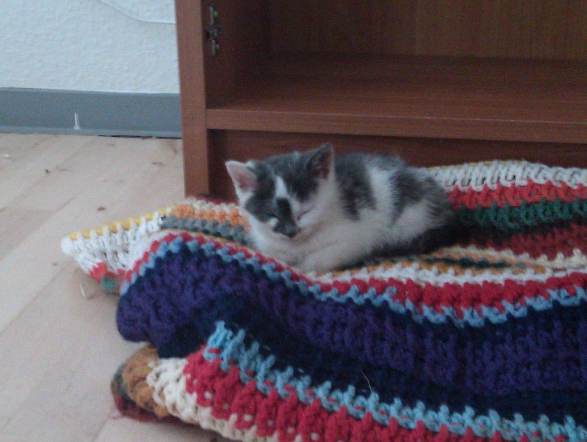 Blanding af racer Pelle(Elsker dig for evigt) billede 7