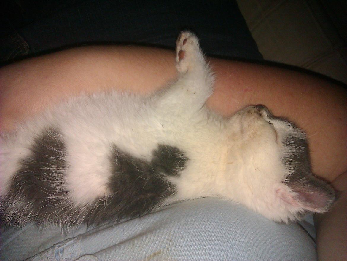 Blanding af racer Pelle(Elsker dig for evigt) billede 8