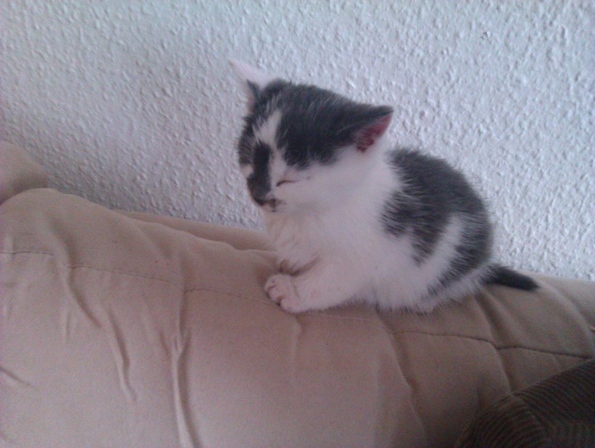 Blanding af racer Pelle(Elsker dig for evigt) billede 9