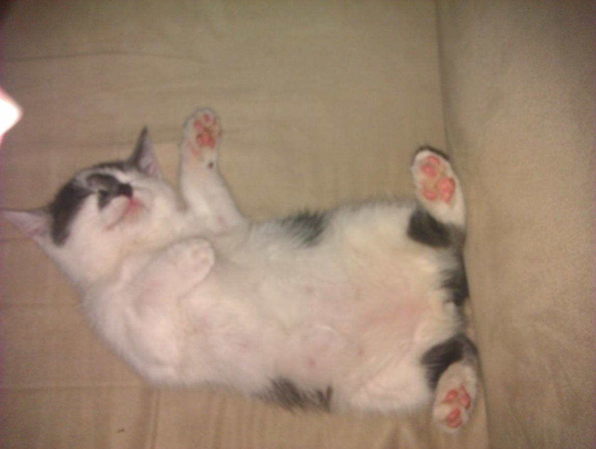 Blanding af racer Pelle(Elsker dig for evigt) billede 10