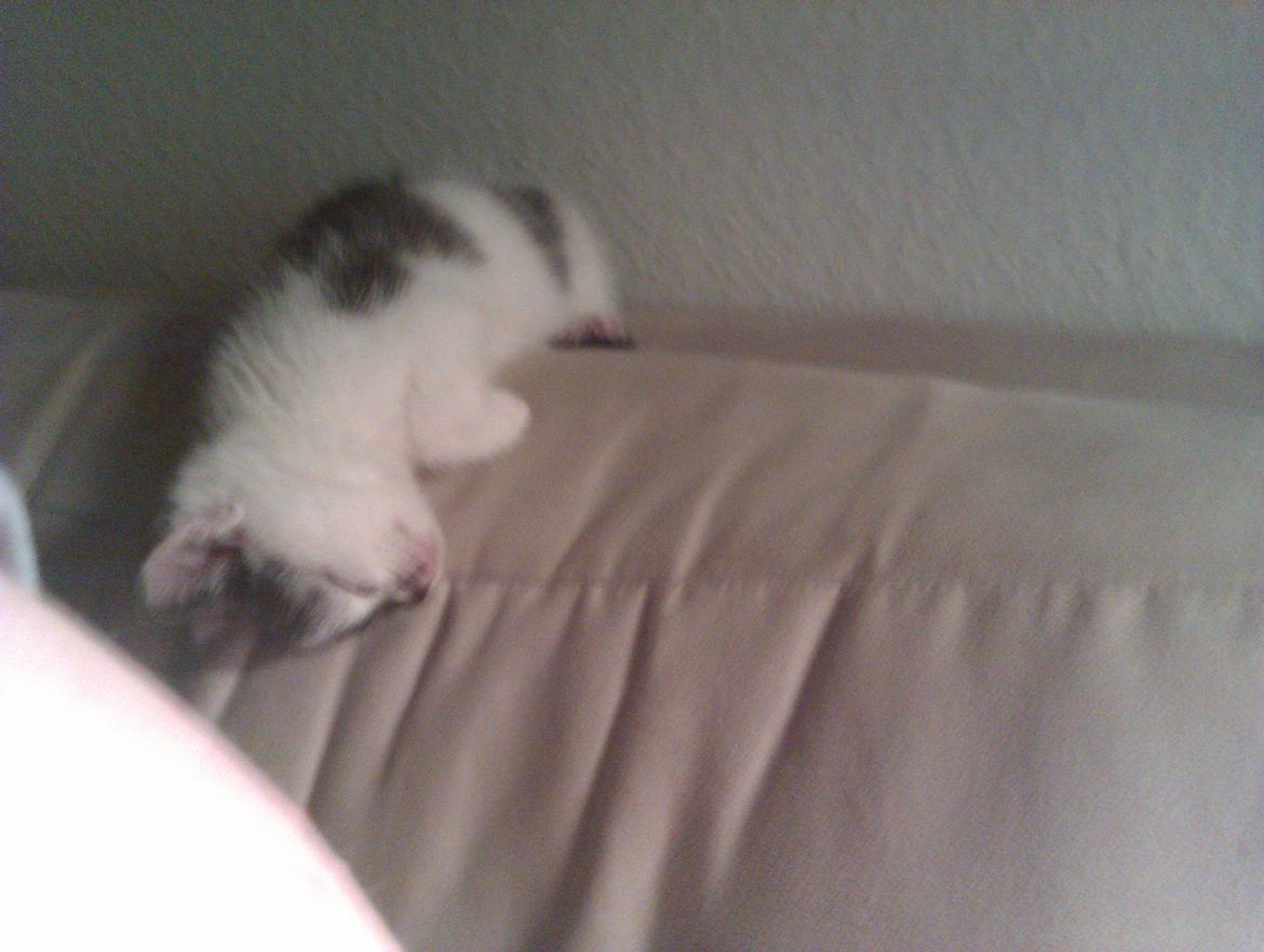 Blanding af racer Pelle(Elsker dig for evigt) billede 11