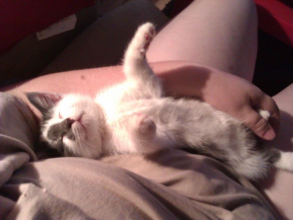 Blanding af racer Pelle(Elsker dig for evigt) billede 12