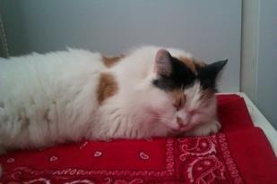 Tyrkisk Van Kebire von Frankenthal - Katte sover ca 18 timer om dagen, så det er godt at være frisk til man skal ud og jage duer ... :D billede 4