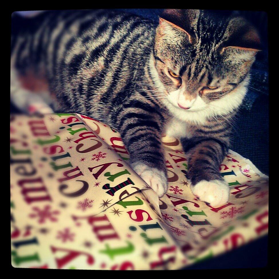 Huskat Frida - Glædelig jul fra Frida o<|:-)  billede 20