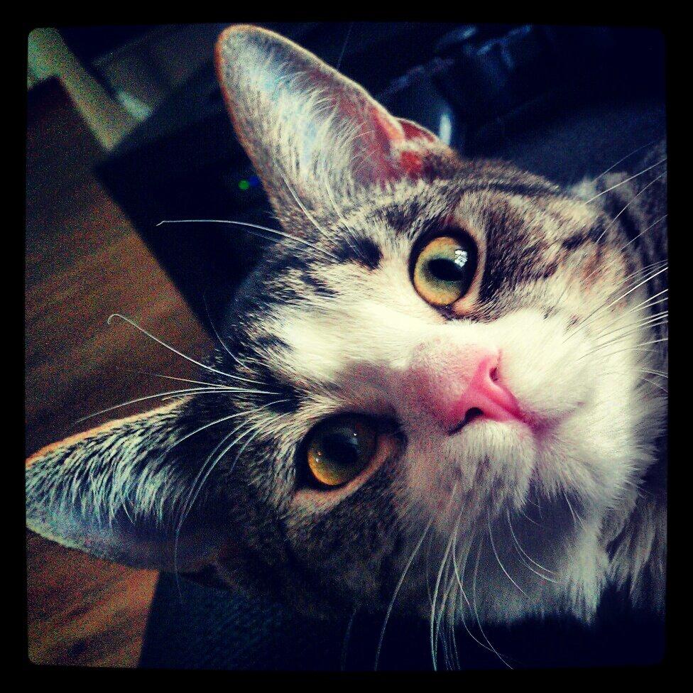 Huskat Freja billede 4
