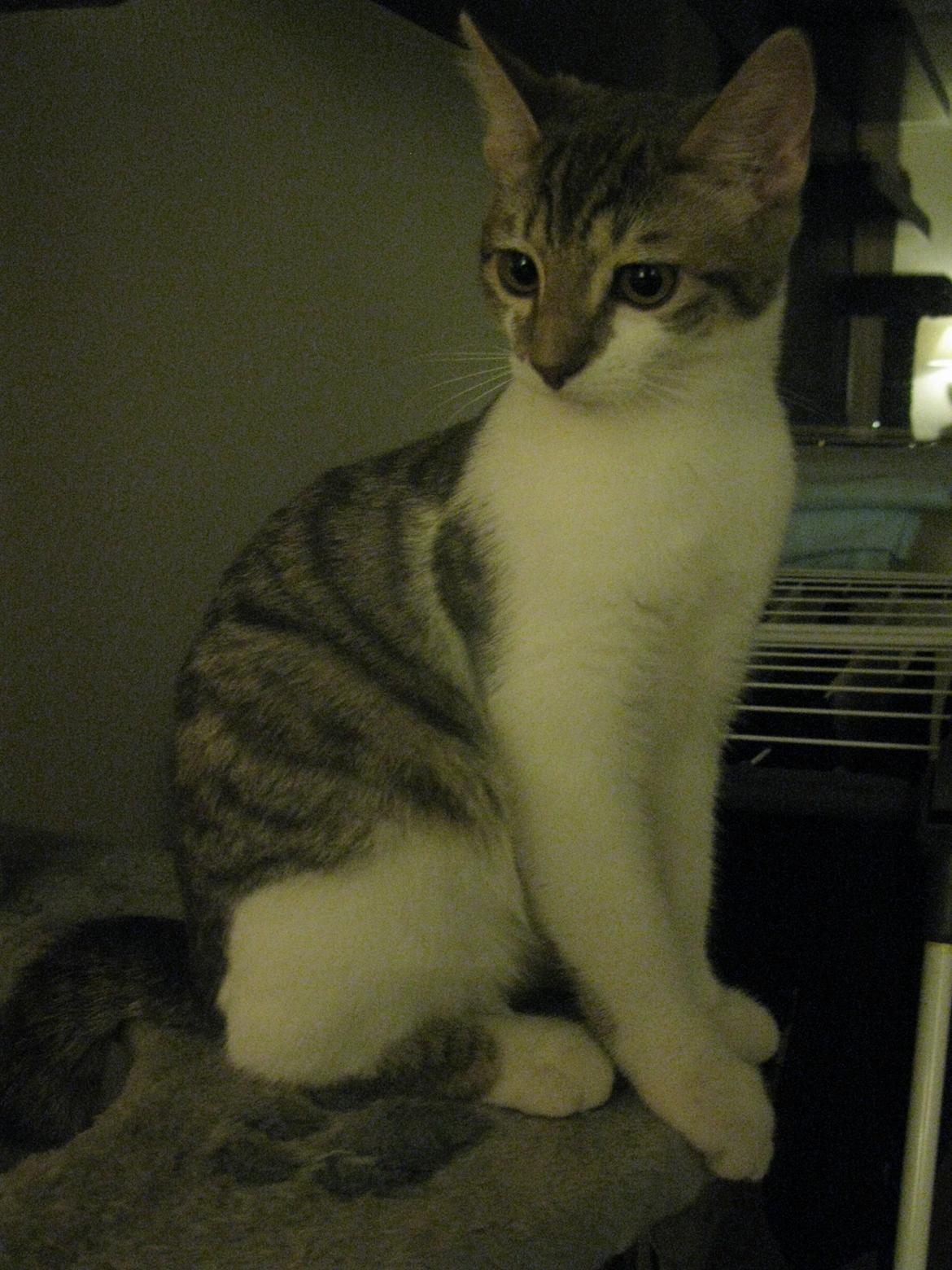 Huskat Miw billede 7