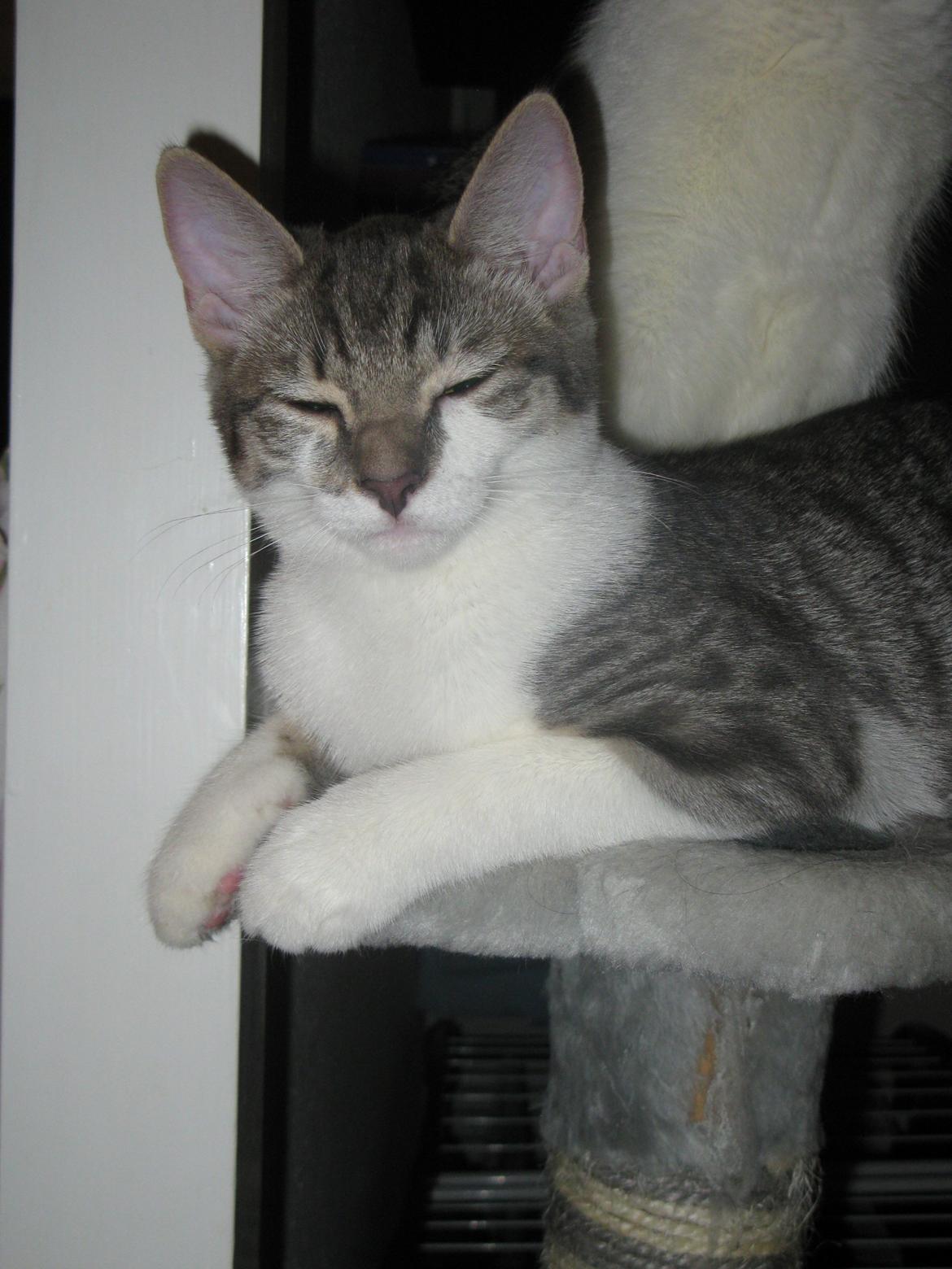 Huskat Miw billede 8