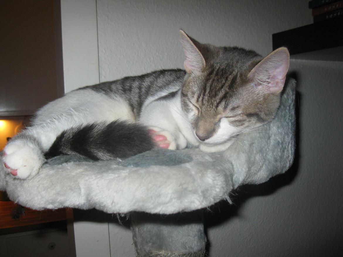 Huskat Miw billede 9