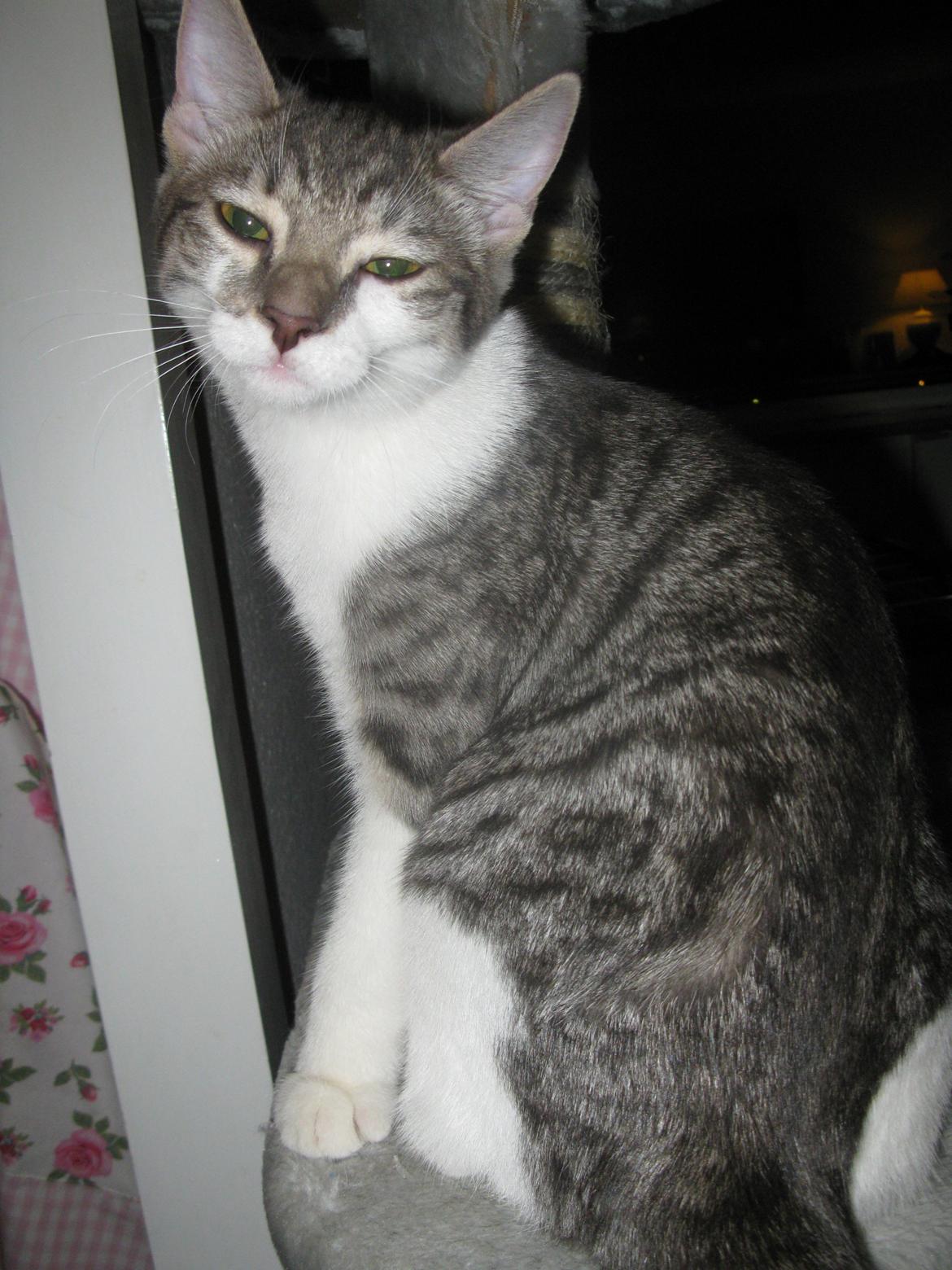 Huskat Miw billede 10