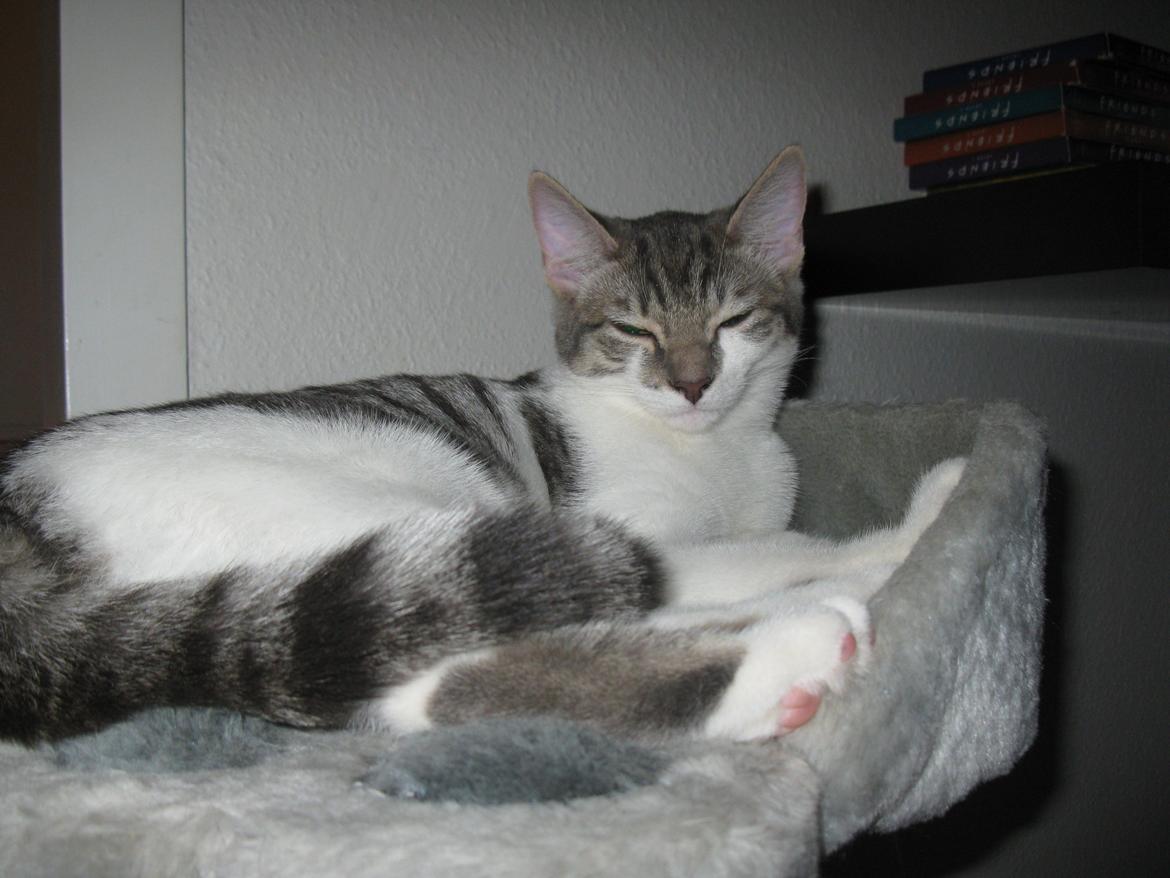 Huskat Miw billede 11