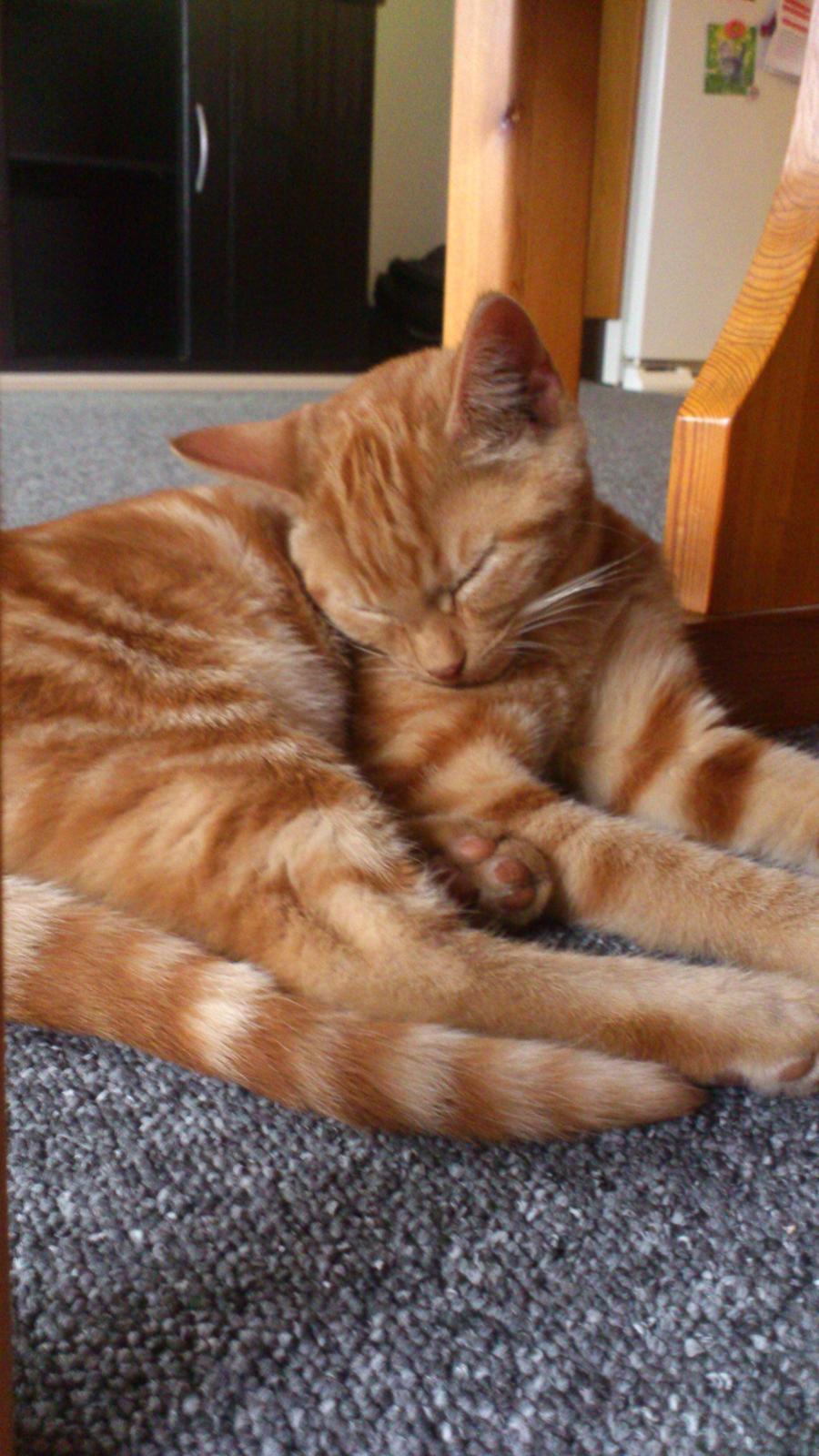 Huskat Mogens billede 1