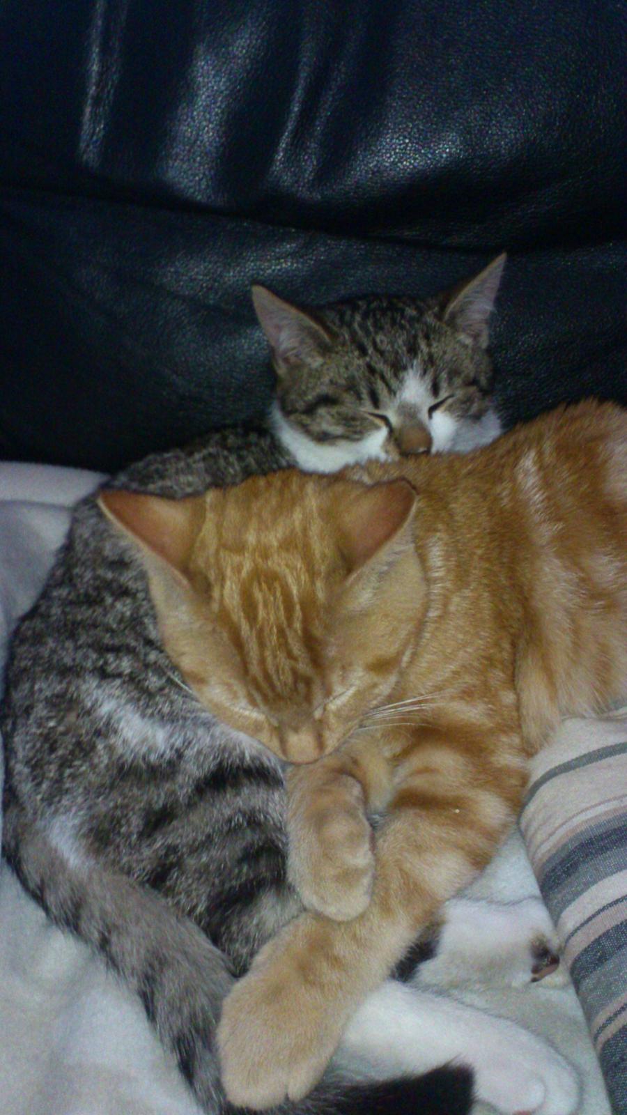 Huskat Mogens billede 2