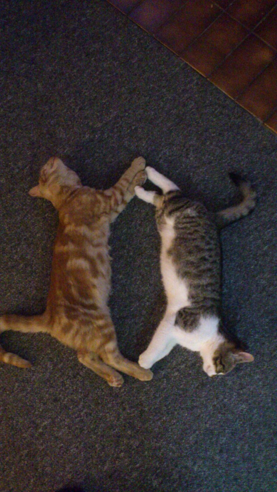 Huskat Mogens billede 3