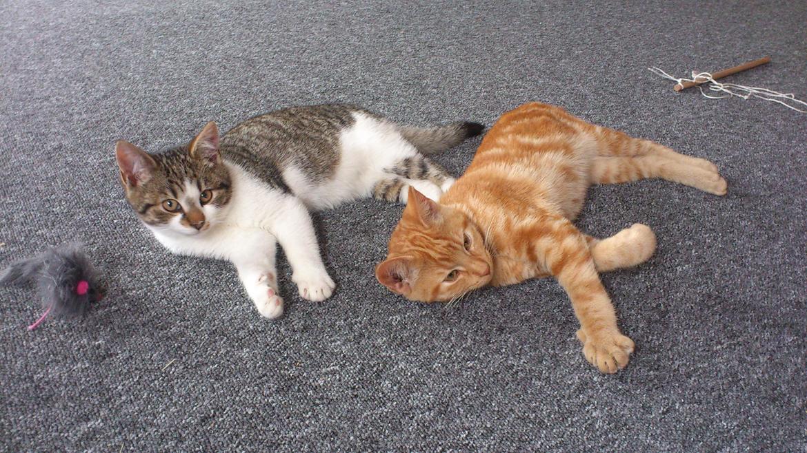 Huskat Mogens billede 4