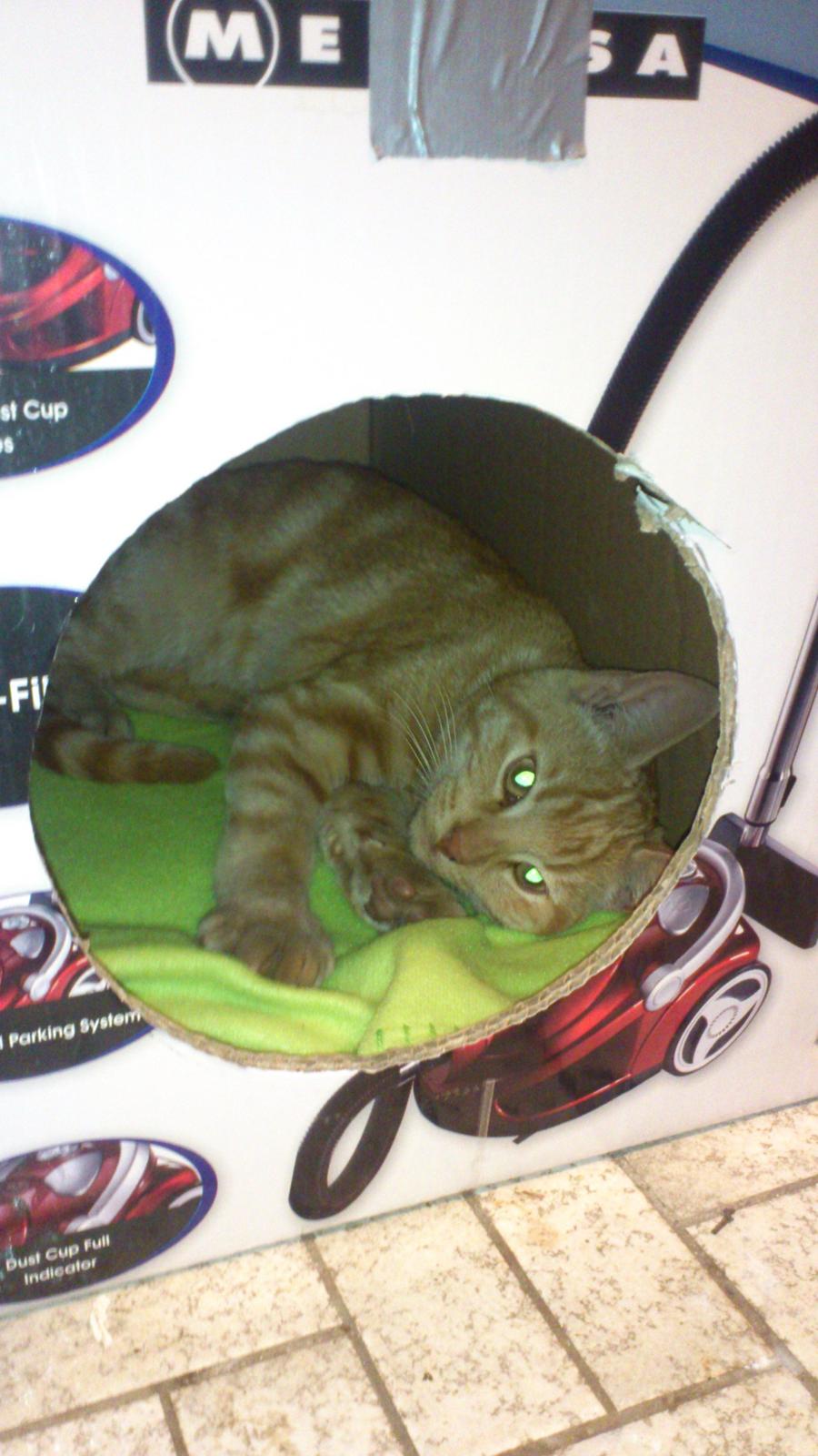 Huskat Mogens billede 5