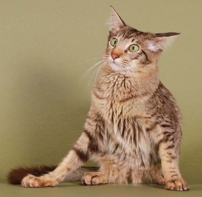 Orientalsk Langhåret DK*Arjuna's Al "Scarface" Capone - DK*Arjuna's Al "Scarface" Capone KimillaFoto.dk billede 3