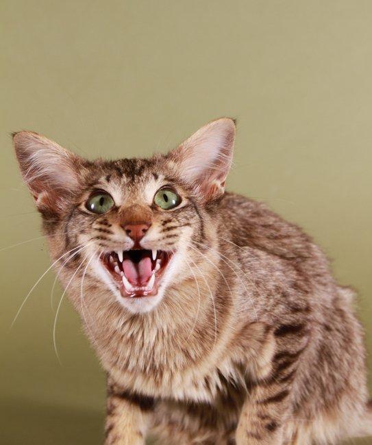 Orientalsk Langhåret DK*Arjuna's Al "Scarface" Capone - DK*Arjuna's Al "Scarface" Capone KimillaFoto.dk billede 2