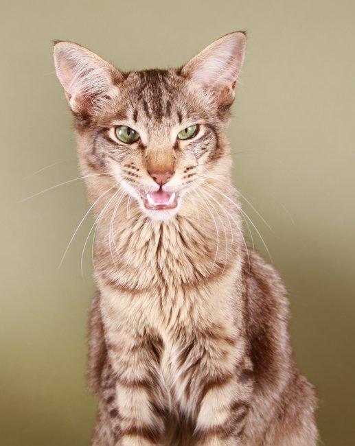 Orientalsk Langhåret DK*Arjuna's Al "Scarface" Capone - DK*Arjuna's Al "Scarface" Capone KimillaFoto.dk billede 4