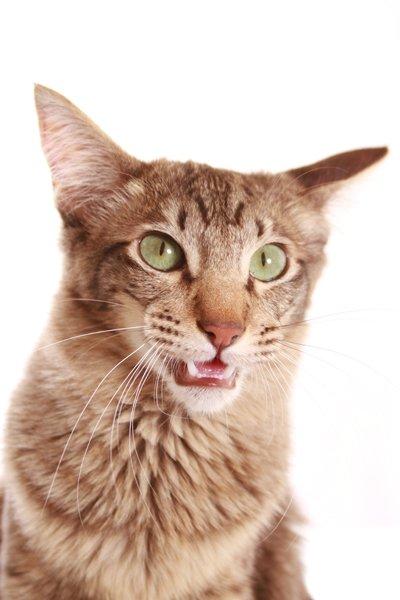 Orientalsk Langhåret DK*Arjuna's Al "Scarface" Capone - DK*Arjuna's Al "Scarface" Capone KimillaFoto.dk billede 5