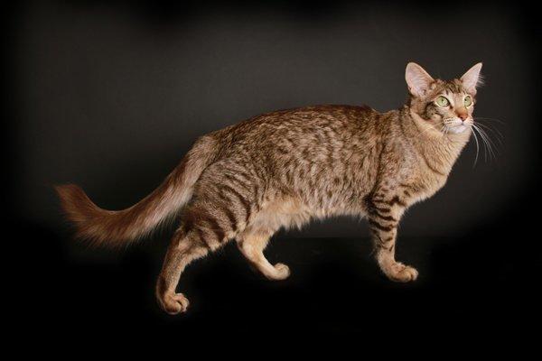 Orientalsk Langhåret DK*Arjuna's Al "Scarface" Capone - DK*Arjuna's Al "Scarface" Capone KimillaFoto.dk billede 6