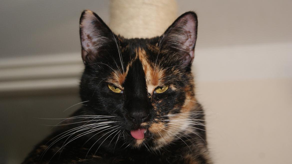 Huskat Cookie billede 4