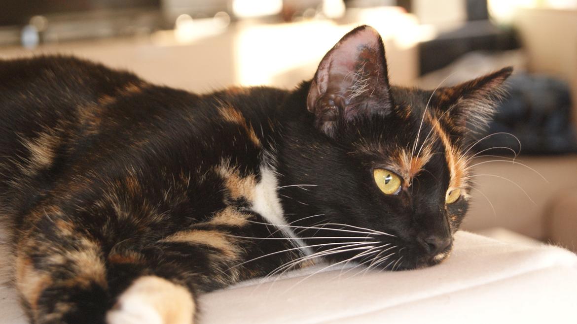 Huskat Cookie billede 2