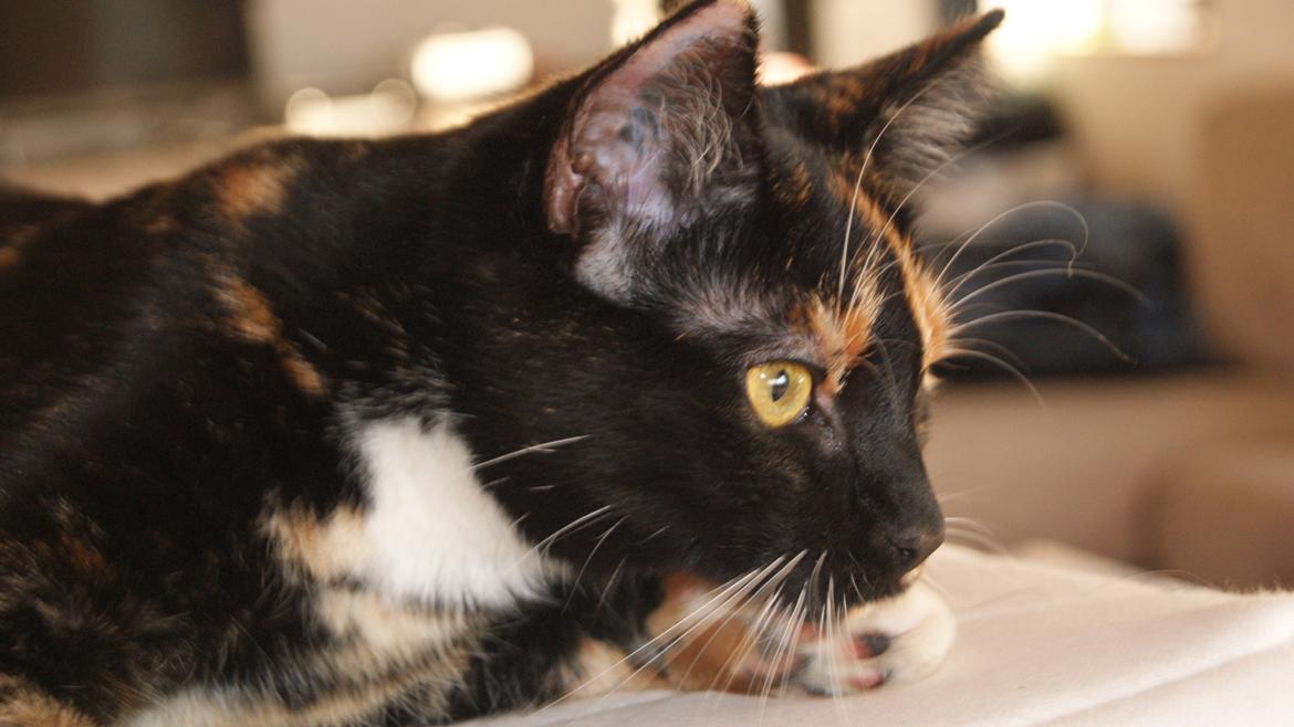 Huskat Cookie billede 5