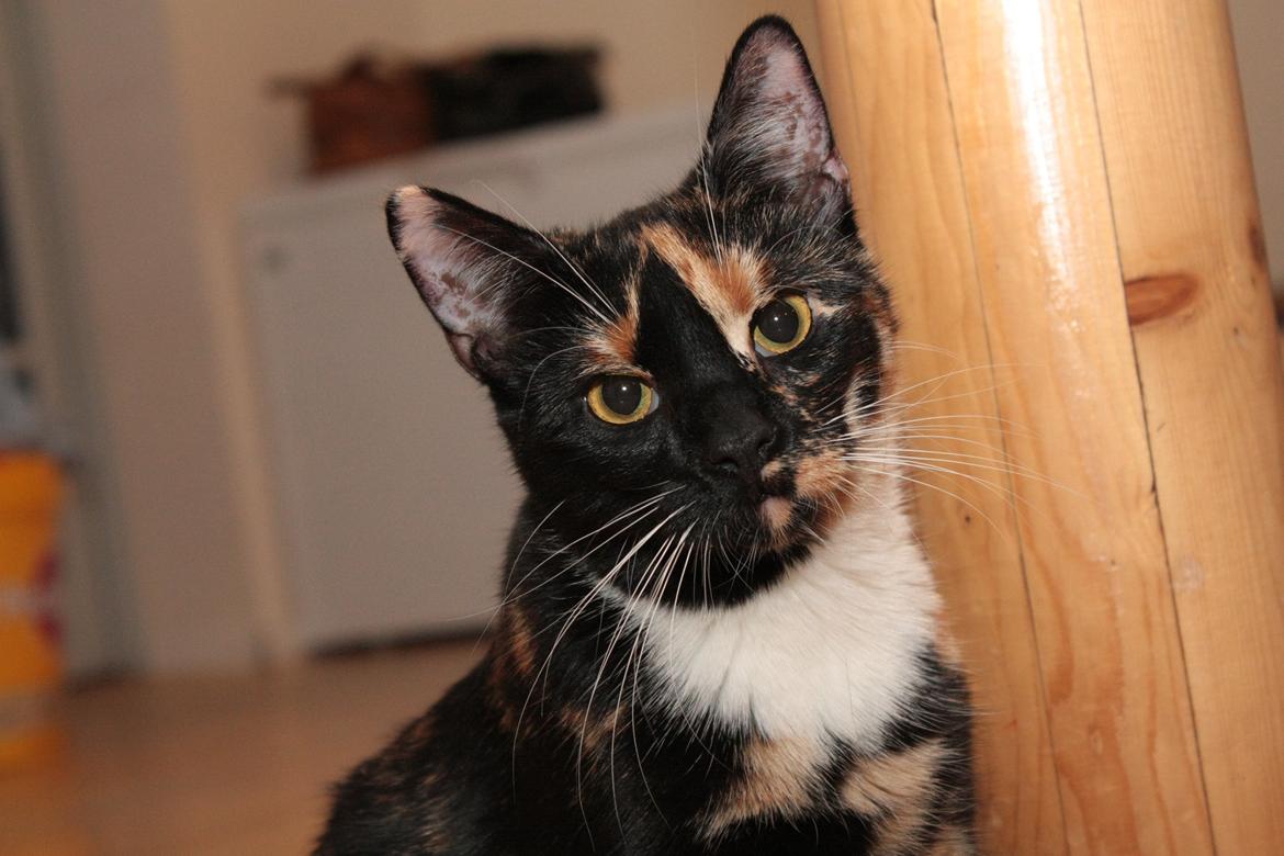 Huskat Cookie billede 6