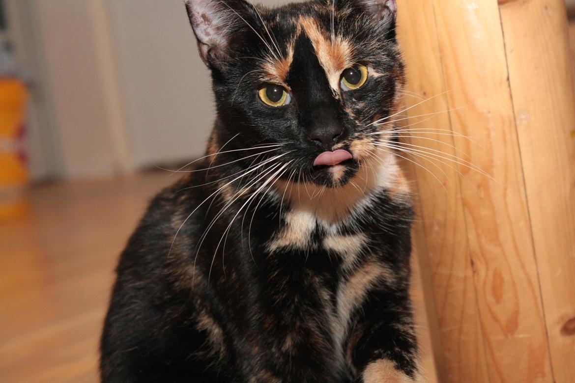 Huskat Cookie billede 1