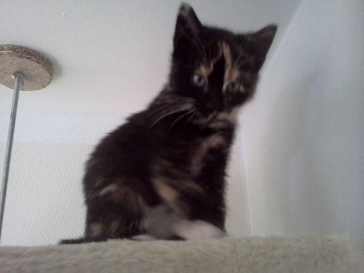 Huskat Cookie billede 7