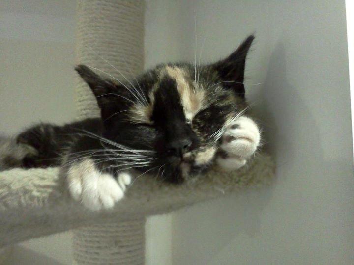 Huskat Cookie billede 8