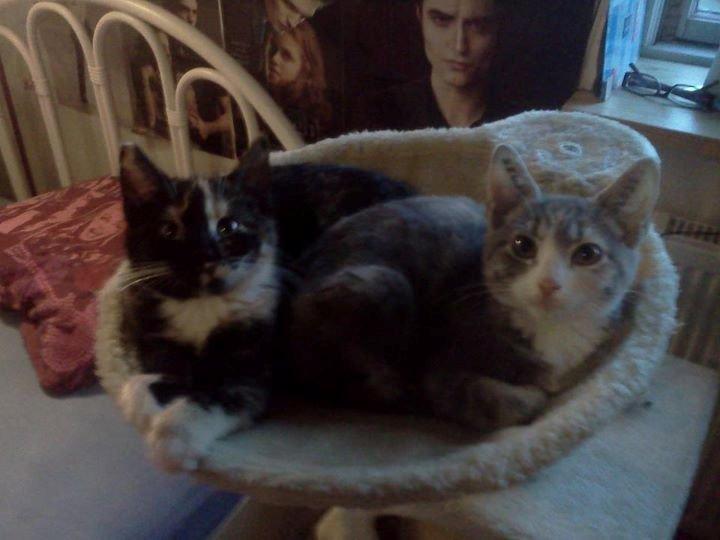 Huskat Cookie billede 9