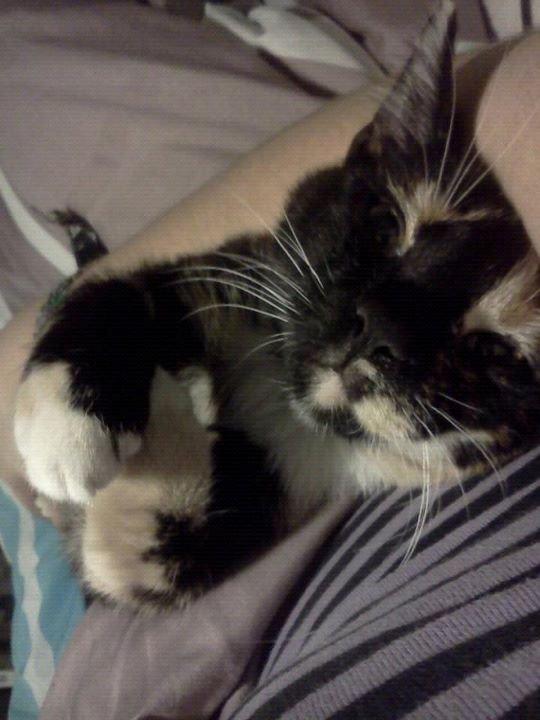 Huskat Cookie billede 10