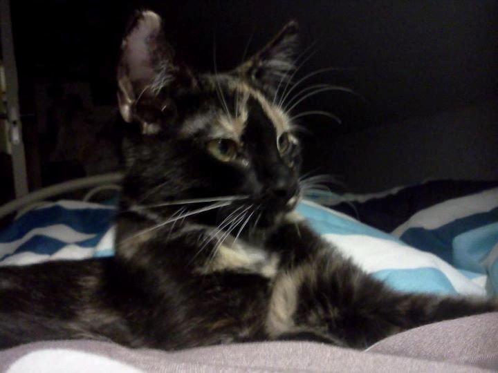 Huskat Cookie billede 11