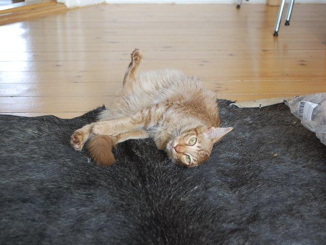 Orientalsk Langhåret DK*Arjuna's Fætter Lavben (Arthur) - Fjolle kat billede 10