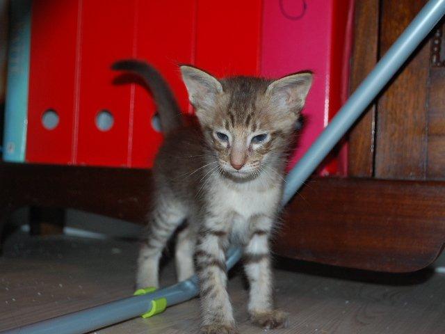 Orientalsk Langhåret DK*Arjuna's Al "Scarface" Capone - Første gang jeg mødte Scarface - og han valgte mig. billede 7