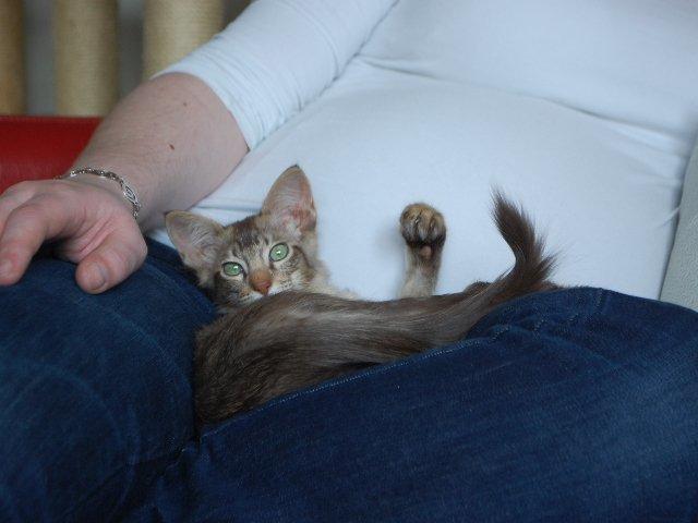 Orientalsk Langhåret DK*Arjuna's Al "Scarface" Capone - Elsker at ligge i skødet - også hos fremmede! billede 9