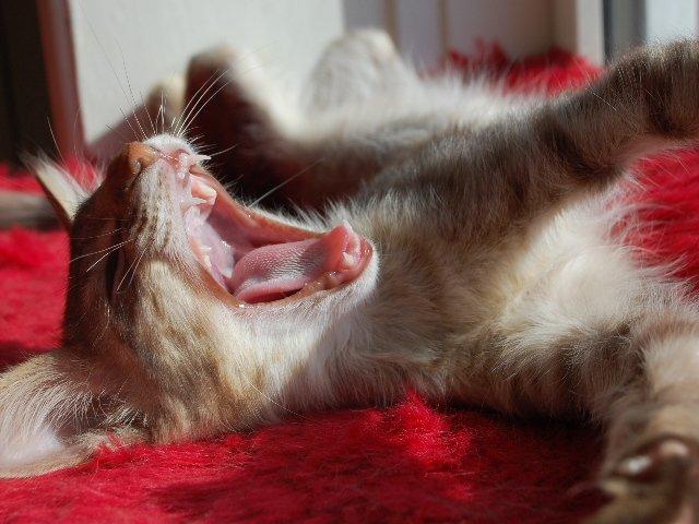 Orientalsk Langhåret DK*Arjuna's Al "Scarface" Capone - En lille livsnyder billede 10