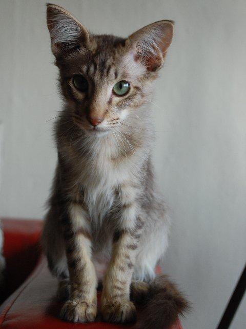 Orientalsk Langhåret DK*Arjuna's Al "Scarface" Capone - Lille bitte baby Scar billede 11