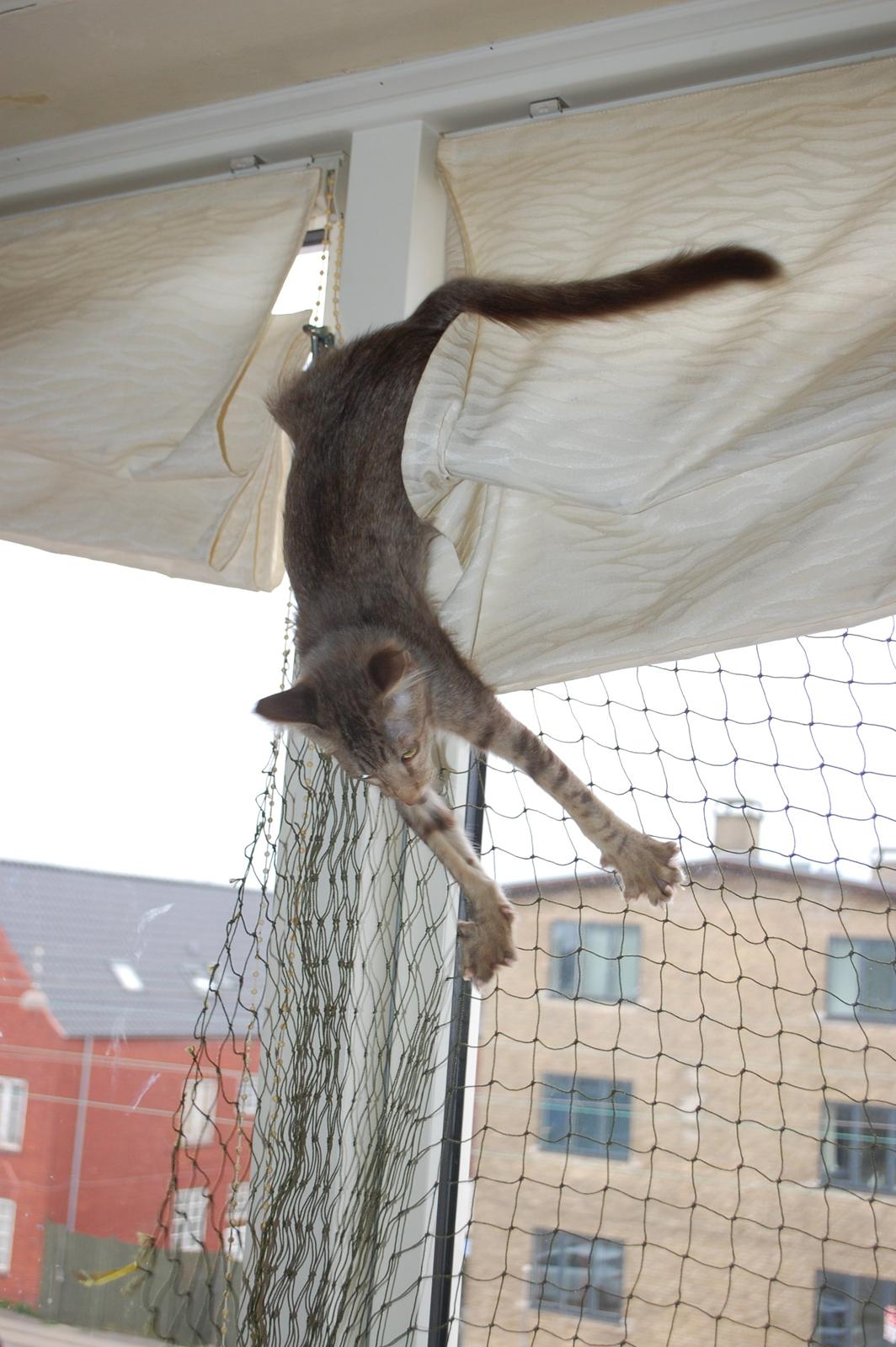 Orientalsk Langhåret DK*Arjuna's Al "Scarface" Capone - Orientaler killing - det SKAL gå galt. *G* billede 12