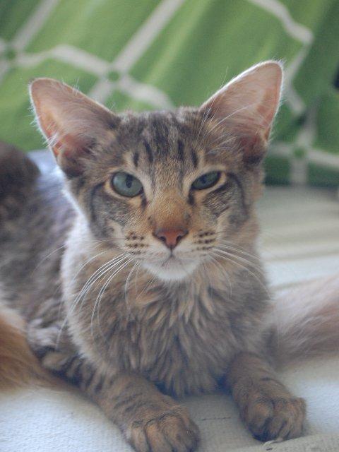 Orientalsk Langhåret DK*Arjuna's Al "Scarface" Capone - Vågen? billede 13