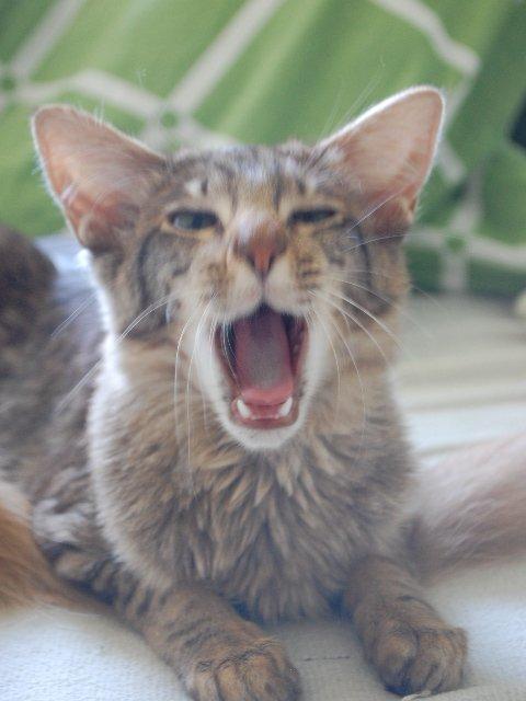 Orientalsk Langhåret DK*Arjuna's Al "Scarface" Capone - Gaaaab billede 14