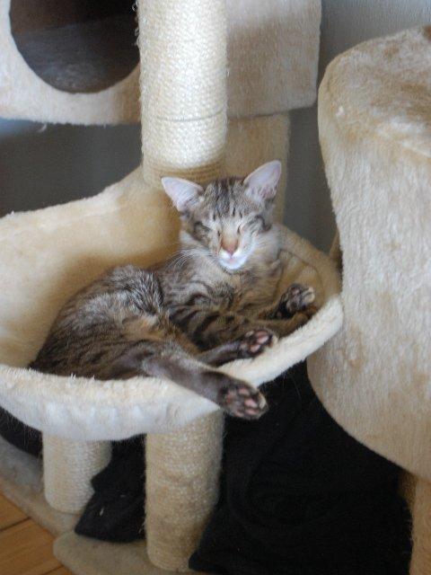 Orientalsk Langhåret DK*Arjuna's Al "Scarface" Capone - ZzzzzZZZzzzzzZzzz billede 15