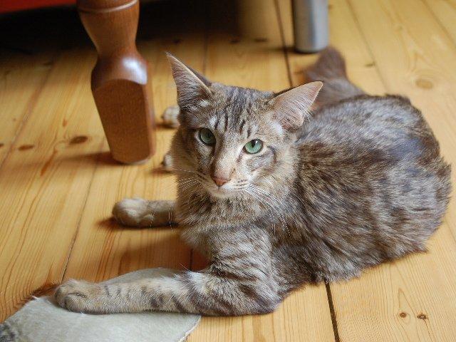 Orientalsk Langhåret DK*Arjuna's Al "Scarface" Capone - Sååå fin! billede 16