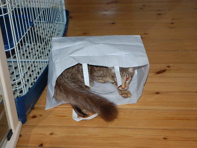 Orientalsk Langhåret DK*Arjuna's Al "Scarface" Capone - Alt skal Scar-testes! billede 17