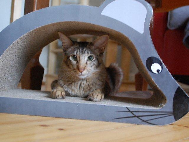 Orientalsk Langhåret DK*Arjuna's Al "Scarface" Capone - Ude på ballade! billede 18