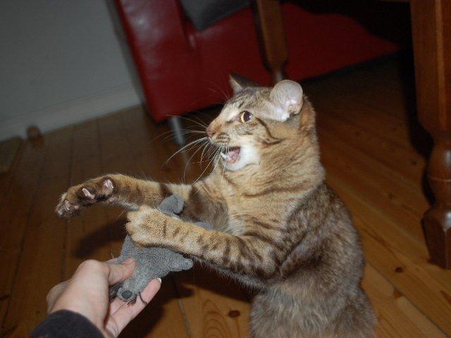 Orientalsk Langhåret DK*Arjuna's Al "Scarface" Capone - Raaawwrrr!! billede 19